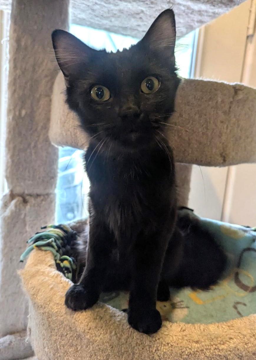 Enlarge ELMO - SWEET QUIRKY FUN YOUNG CAT, a ADOPTABLE Domestic Medium Hair in Plano, TX image 1/6