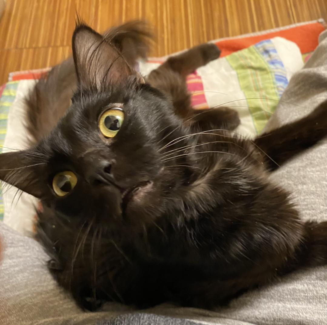 Enlarge ELMO - SWEET QUIRKY FUN YOUNG CAT, a ADOPTABLE Domestic Medium Hair in Plano, TX image 5/6