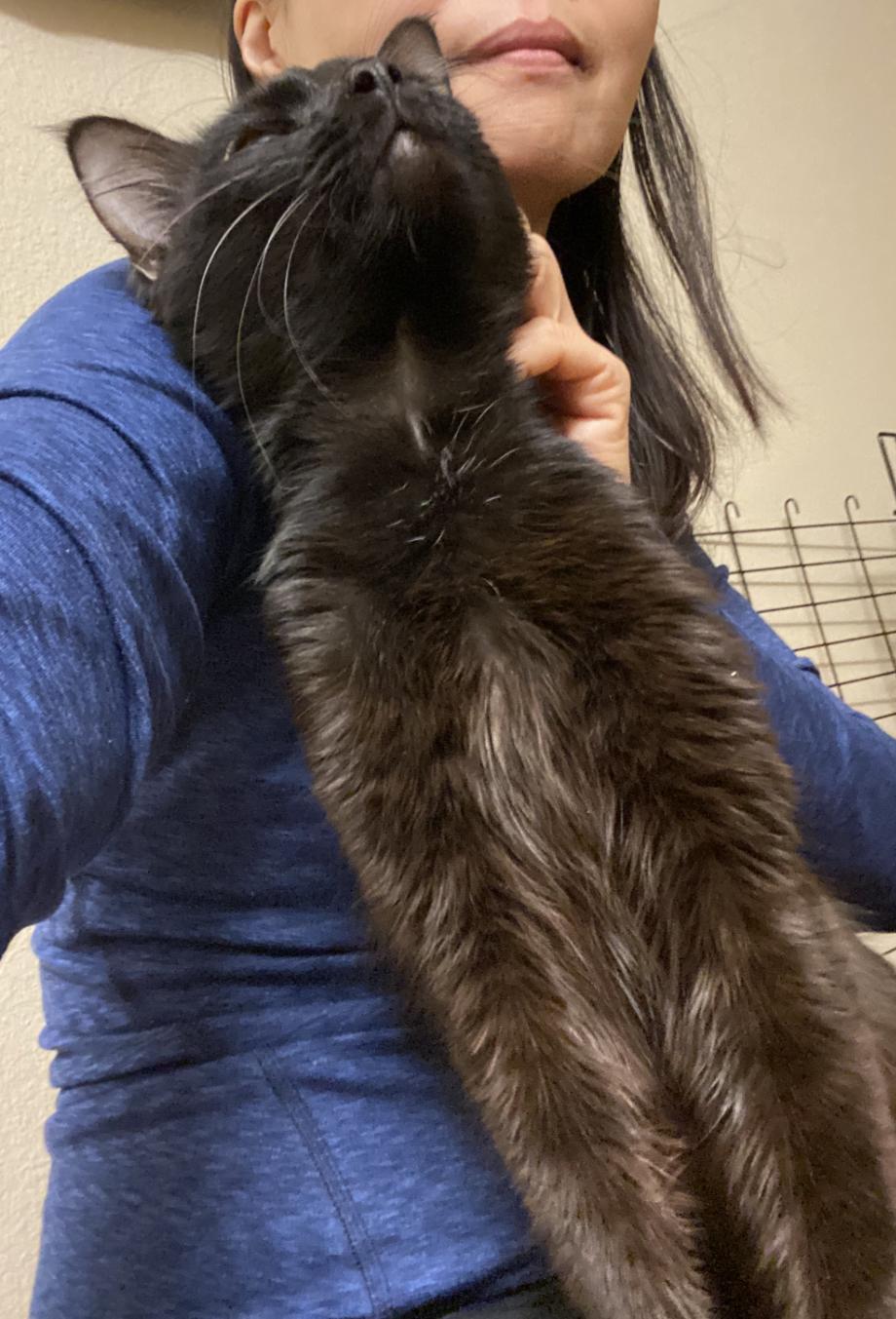 Enlarge ELMO - SWEET QUIRKY FUN YOUNG CAT, a ADOPTABLE Domestic Medium Hair in Plano, TX image 2/6