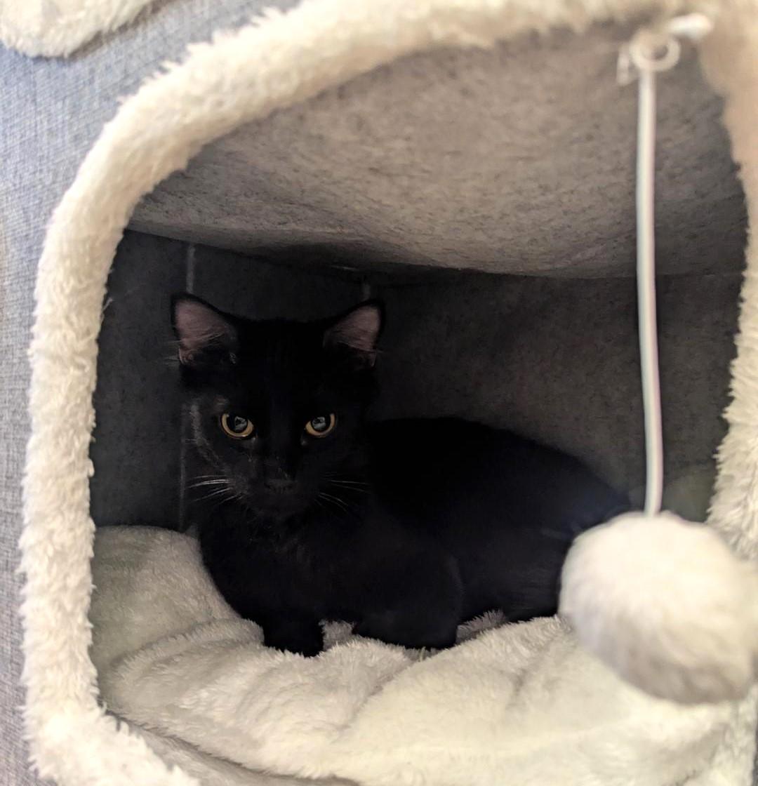 Enlarge ELMO - SWEET QUIRKY FUN YOUNG CAT, a ADOPTABLE Domestic Medium Hair in Plano, TX image 6/6