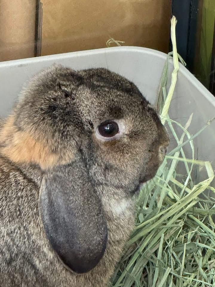Enlarge Patty, a ADOPTABLE Lop Eared in St. Charles, MO image 2/6