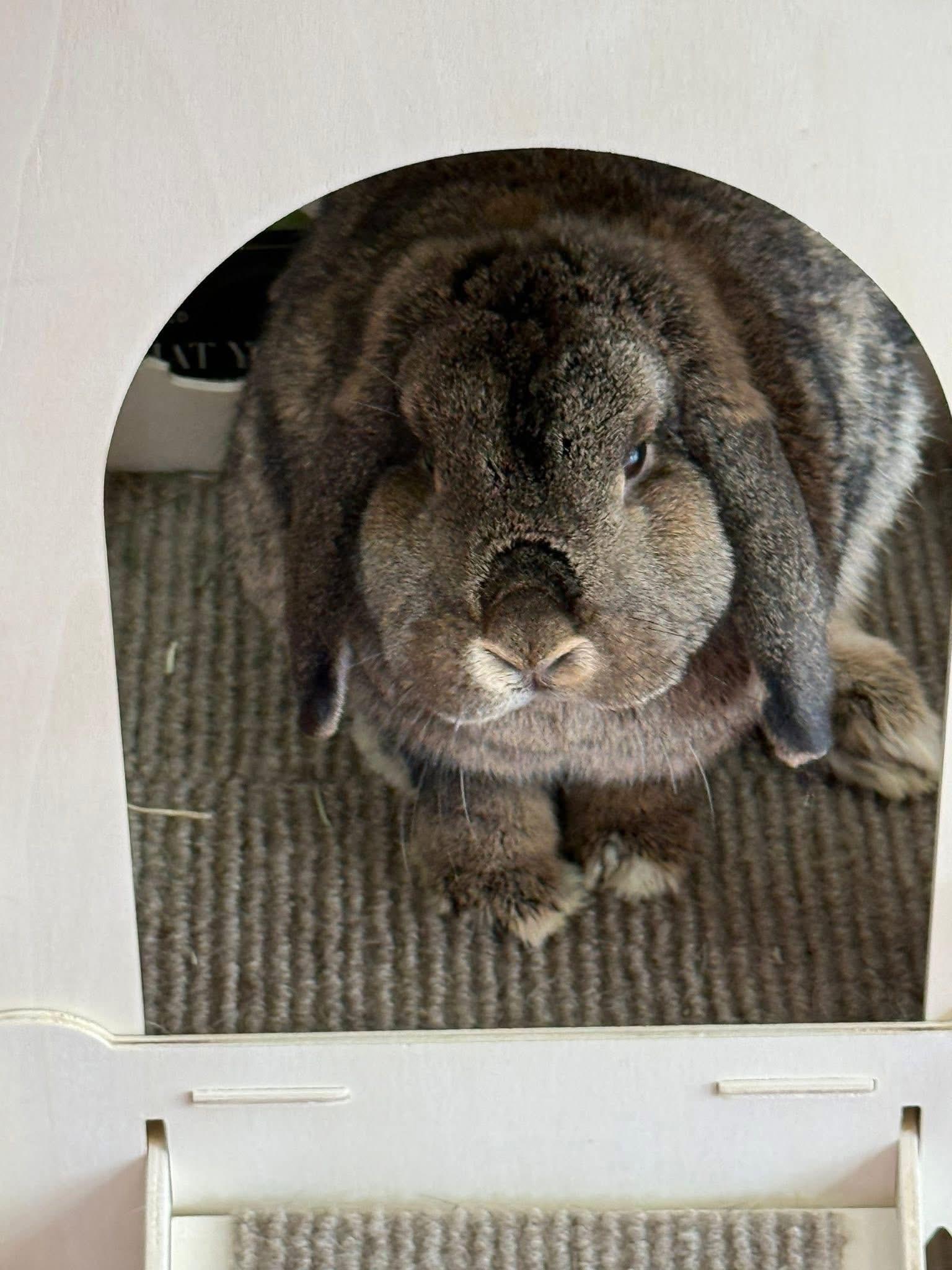 Enlarge Patty, a ADOPTABLE Lop Eared in St. Charles, MO image 6/6