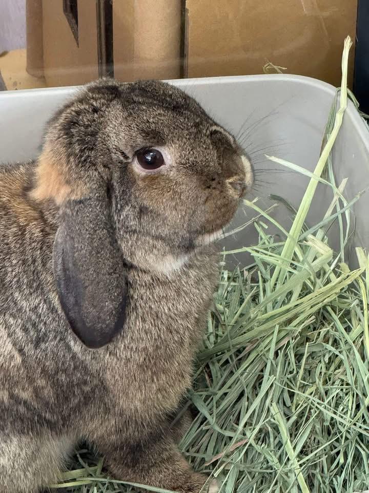 Patty, ADOPTABLE, Adult Female Lop Eared.