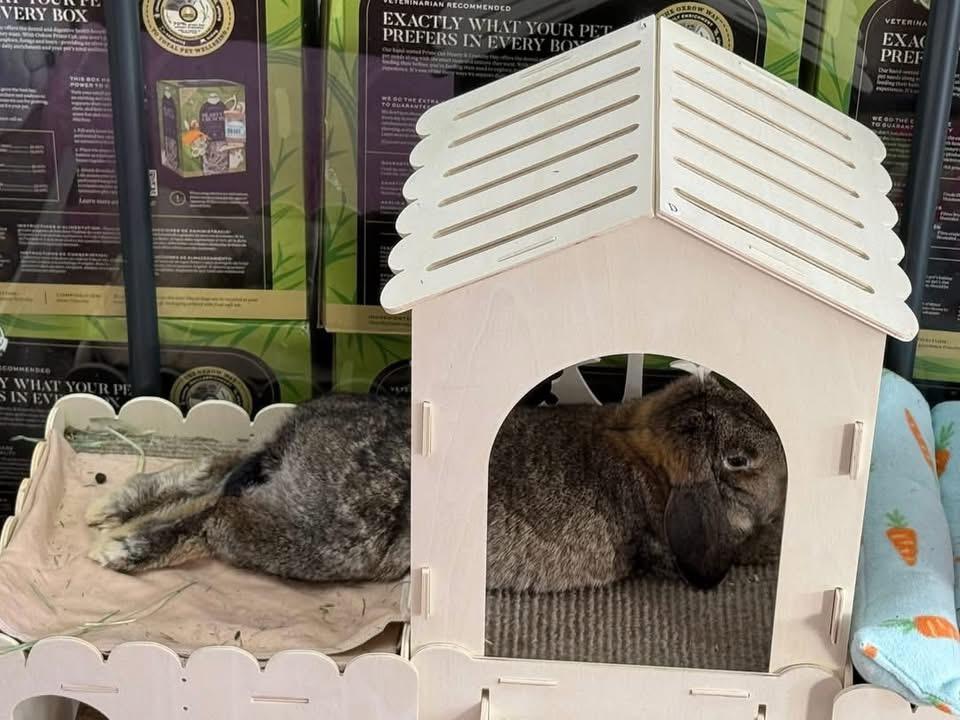 Enlarge Patty, a ADOPTABLE Lop Eared in St. Charles, MO image 3/6