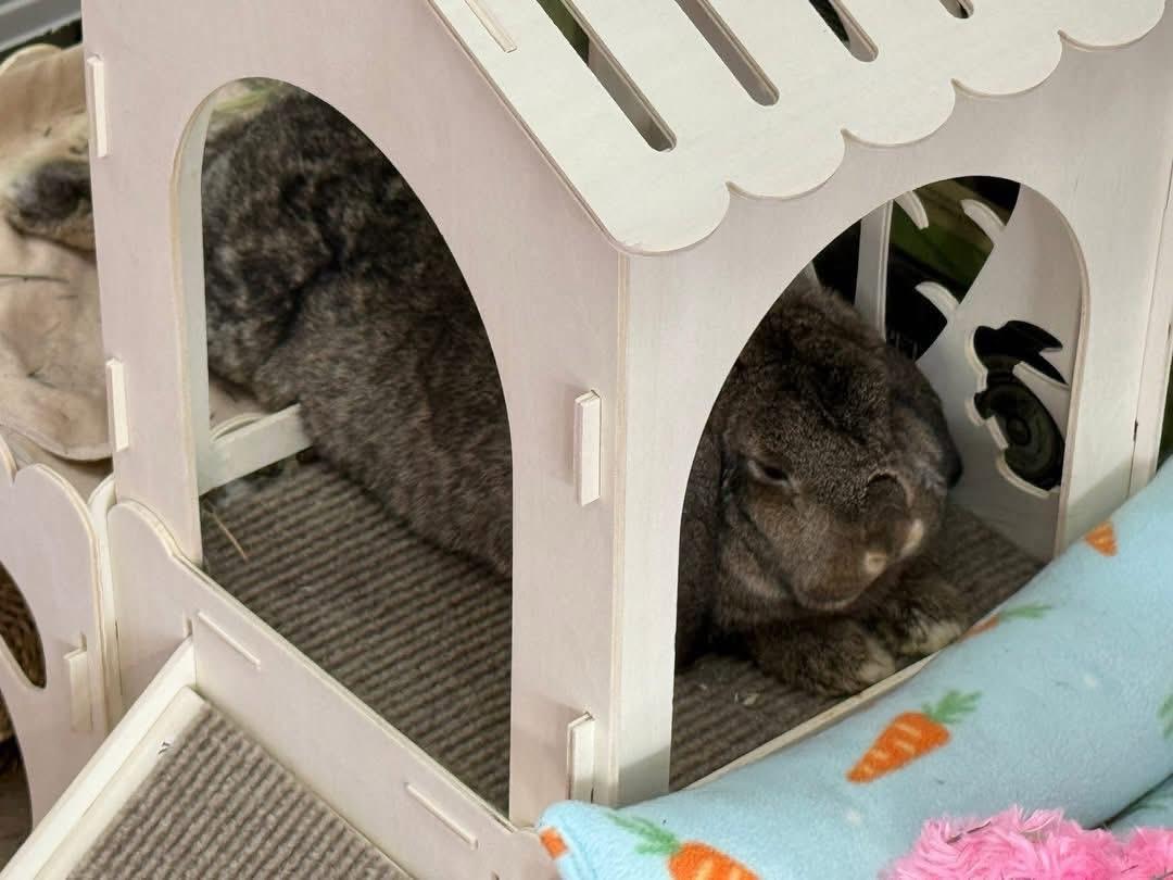Enlarge Patty, a ADOPTABLE Lop Eared in St. Charles, MO image 5/6
