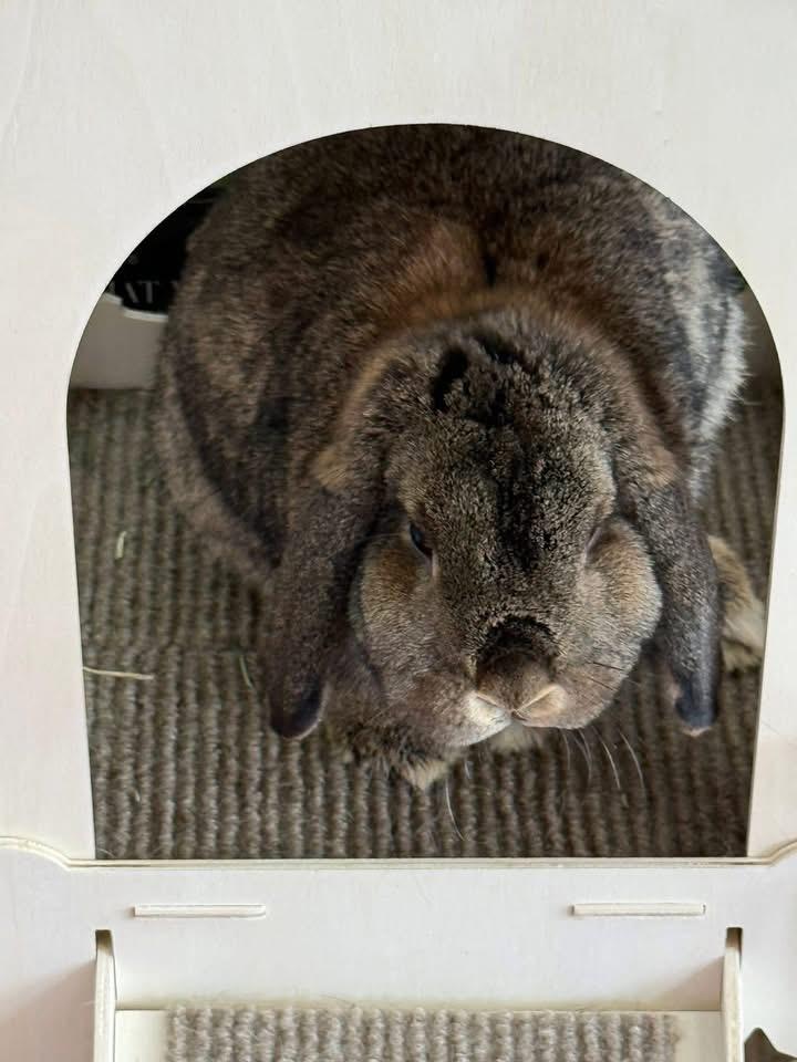Enlarge Patty, a ADOPTABLE Lop Eared in St. Charles, MO image 4/6