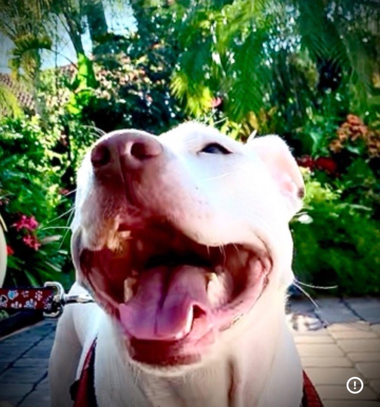 Enlarge Lupe, a Adoptable Staffordshire Bull Terrier in Orlando, FL image 1/3