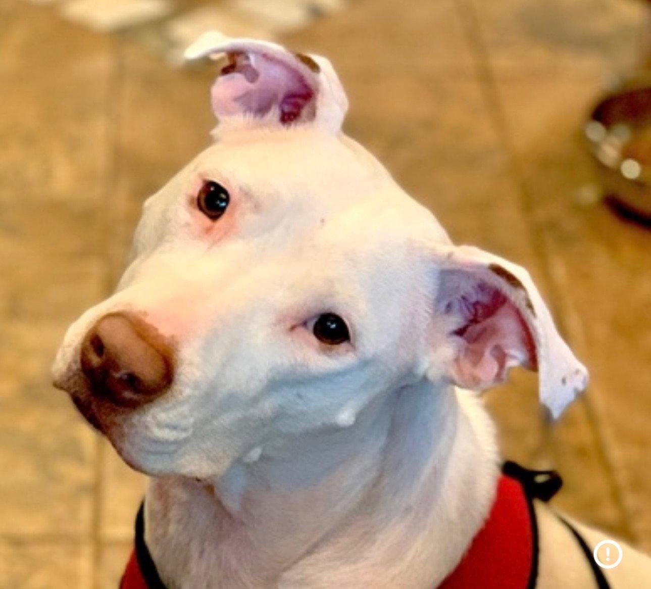 Enlarge Lupe, a Adoptable Staffordshire Bull Terrier in Orlando, FL image 2/3