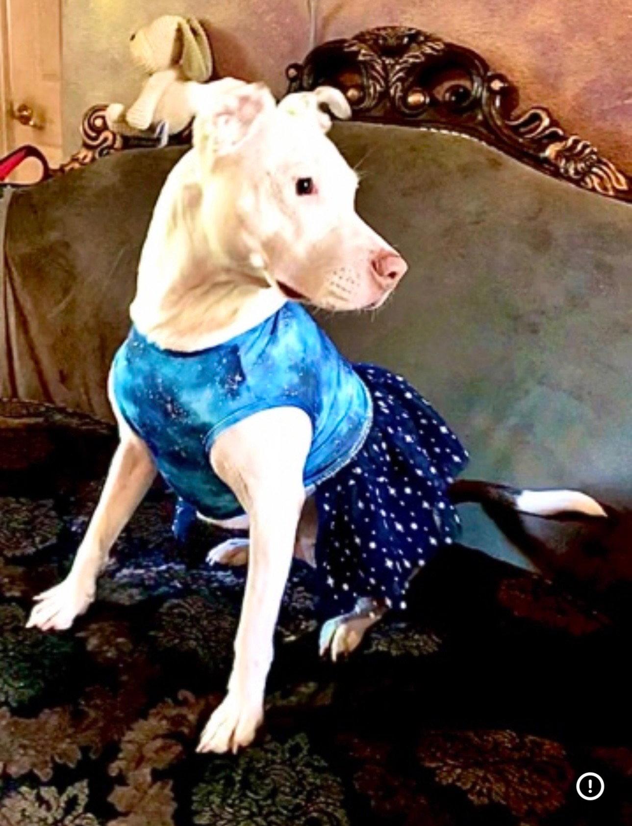 Enlarge Lupe, a Adoptable Staffordshire Bull Terrier in Orlando, FL image 3/3