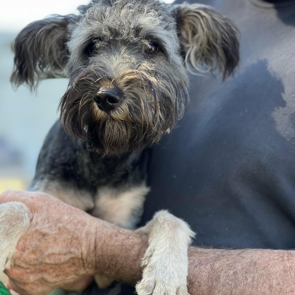 Astro, Adoptable, Young Male Tibetan Terrier & Poodle.