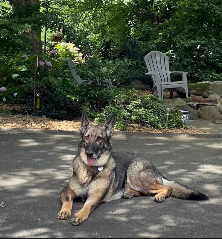 'Yote (Formerly "Xena"), Adopted, Young Female German Shepherd Dog.