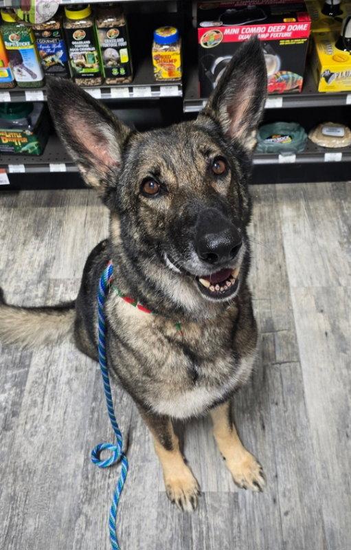 Enlarge 'Yote (Formerly "Xena"), a Adopted German Shepherd Dog in Winston Salem, NC image 2/3