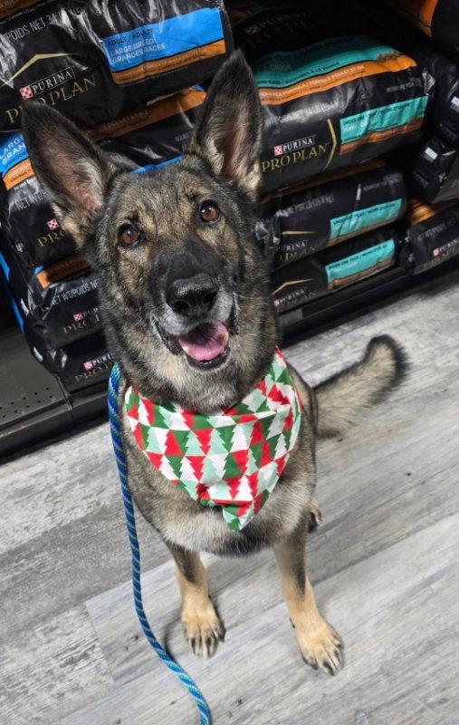Enlarge 'Yote (Formerly "Xena"), a Adopted German Shepherd Dog in Winston Salem, NC image 3/3