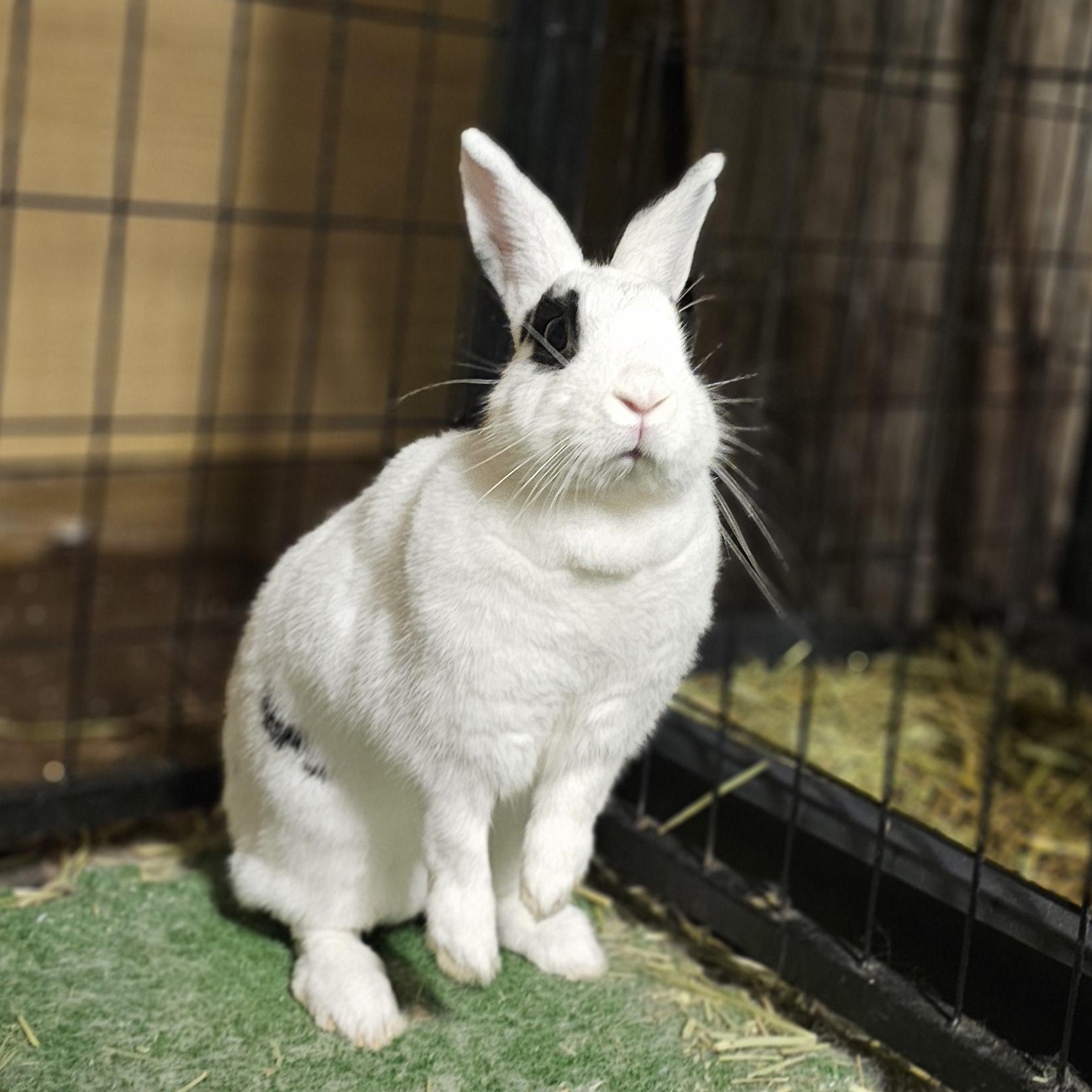 Enlarge Snowball, a ADOPTABLE English Spot in Conway, SC image 1/1
