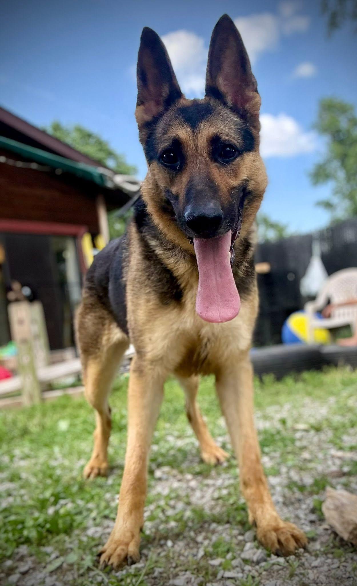 Glory, ADOPTABLE, Adult Female German Shepherd Dog.