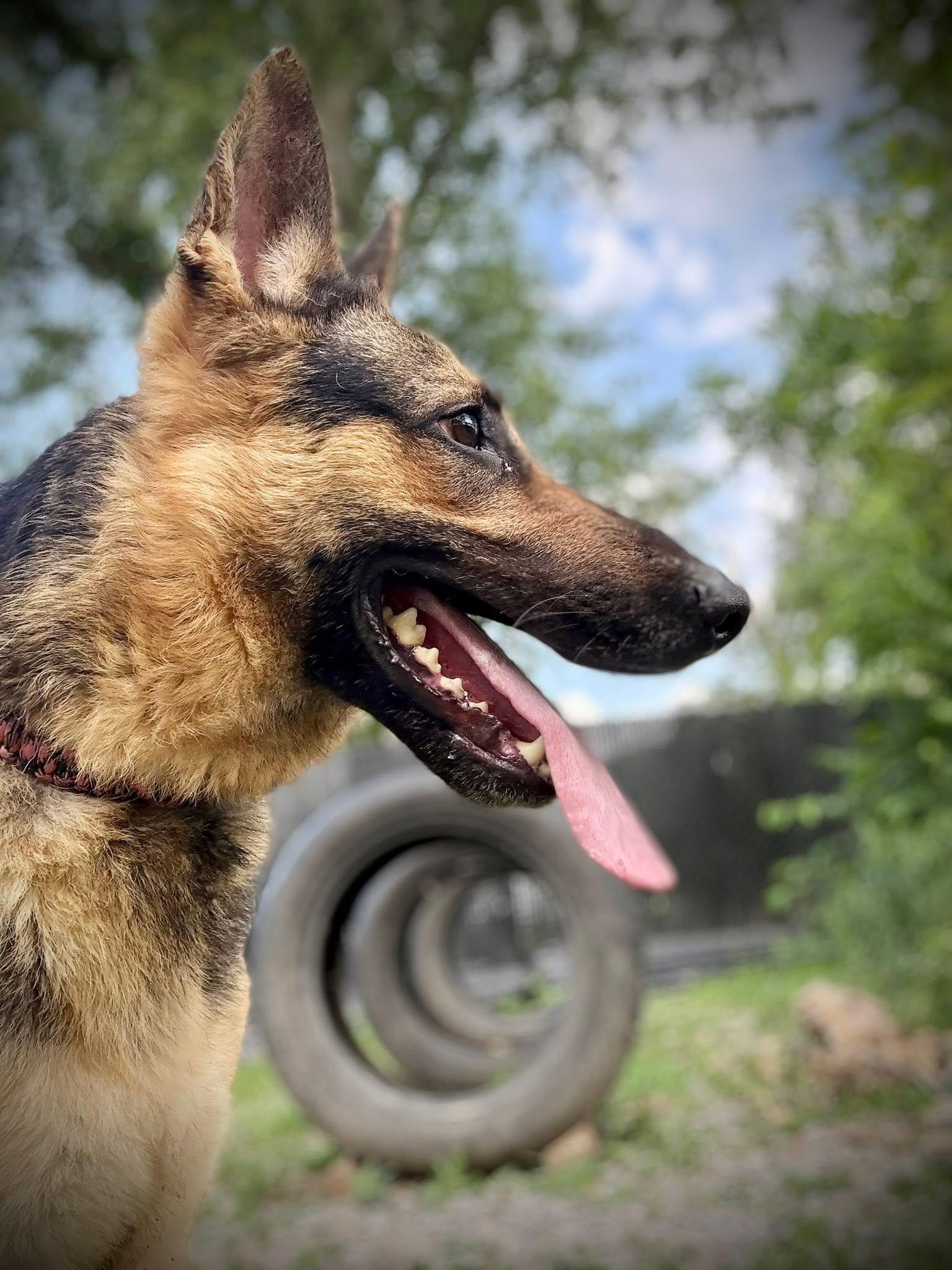 Enlarge Glory, a ADOPTABLE German Shepherd Dog in Royalton, IL image 2/6