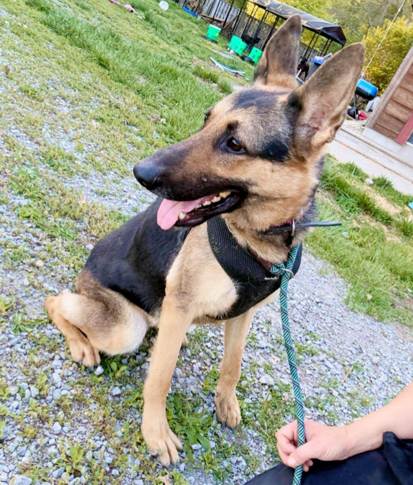 Enlarge Glory, a ADOPTABLE German Shepherd Dog in Royalton, IL image 4/6