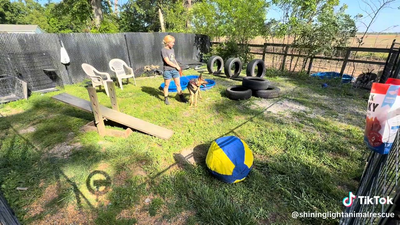 Enlarge Glory, a ADOPTABLE German Shepherd Dog in Royalton, IL video 6/6
