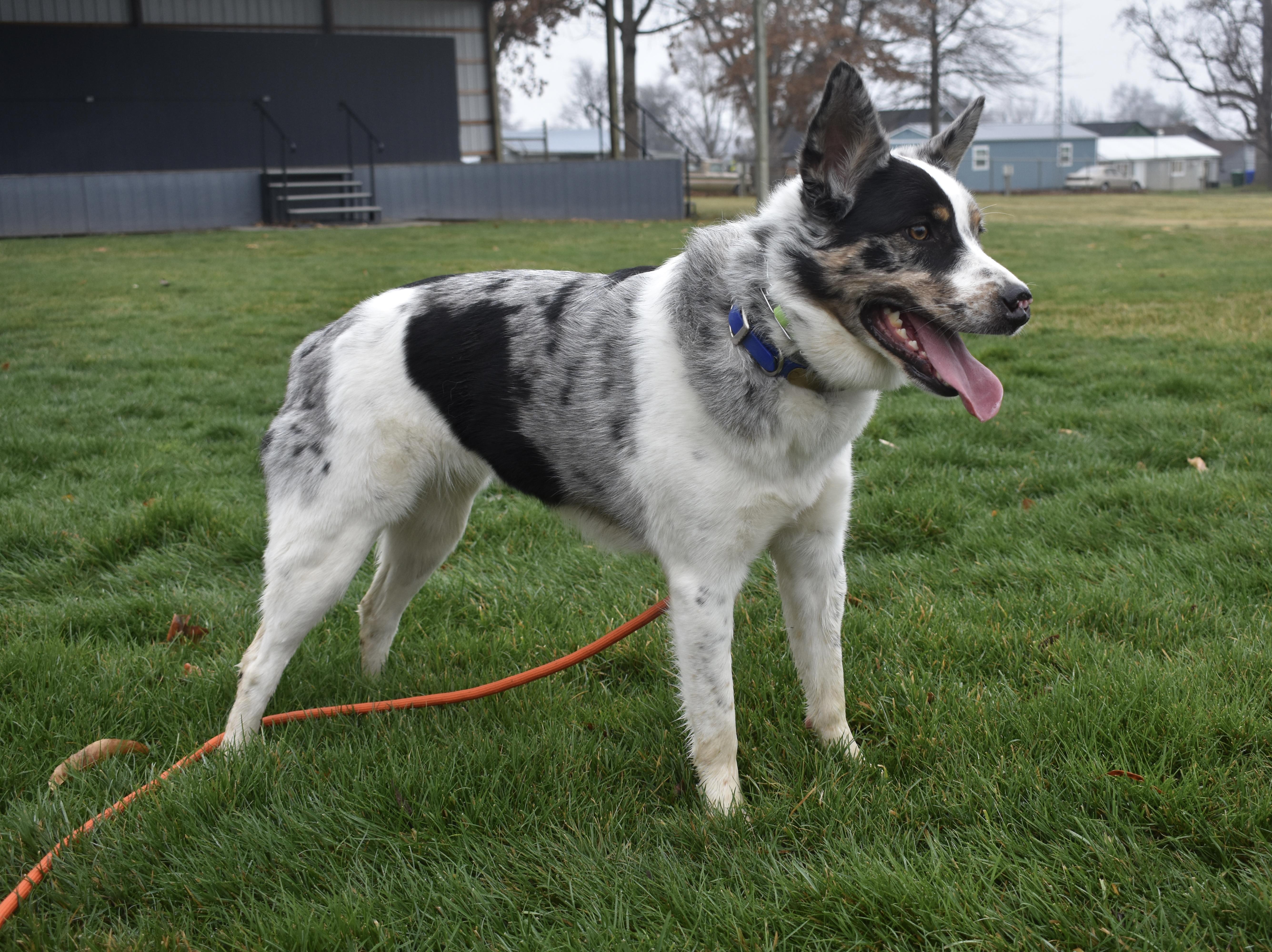 Enlarge Maysilee *COURTESY POST*, a ADOPTABLE mixed breed in Lewiston, ID image 2/6