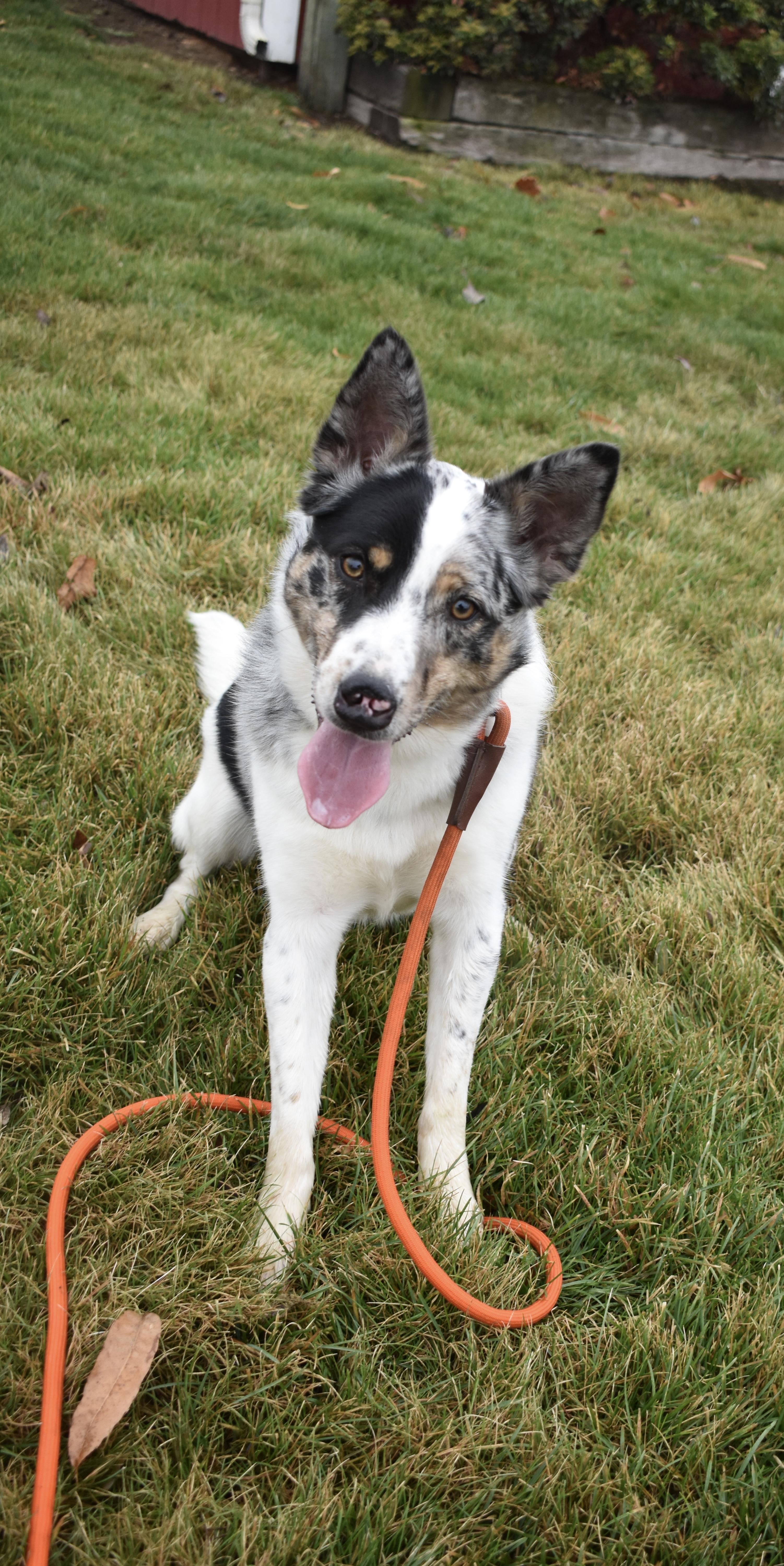Maysilee *COURTESY POST*, ADOPTABLE, Adult Female Australian Cattle Dog / Blue Heeler.