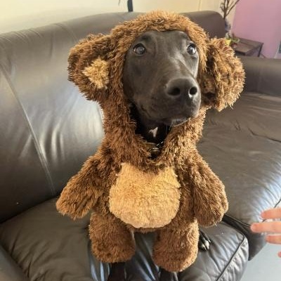 Enlarge Mango, a Adoptable mixed breed in Kansas City, MO image 2/6