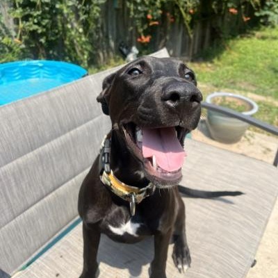 Enlarge Mango, a Adoptable mixed breed in Kansas City, MO image 3/6