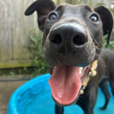 Enlarge Mango, a Adoptable mixed breed in Kansas City, MO image 4/6