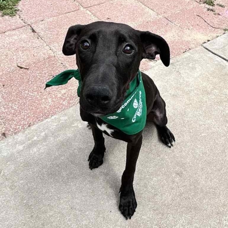Enlarge Mango, a Adoptable mixed breed in Kansas City, MO image 5/6