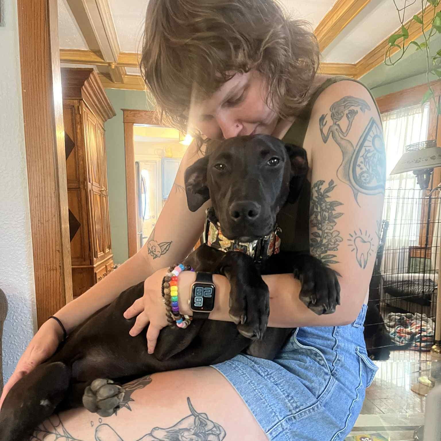 Mango, Adoptable, Puppy Female Doberman Pinscher & Pit Bull Terrier.