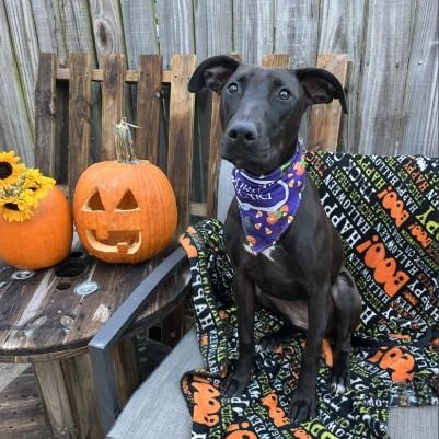Enlarge Mango, a Adoptable mixed breed in Kansas City, MO image 6/6