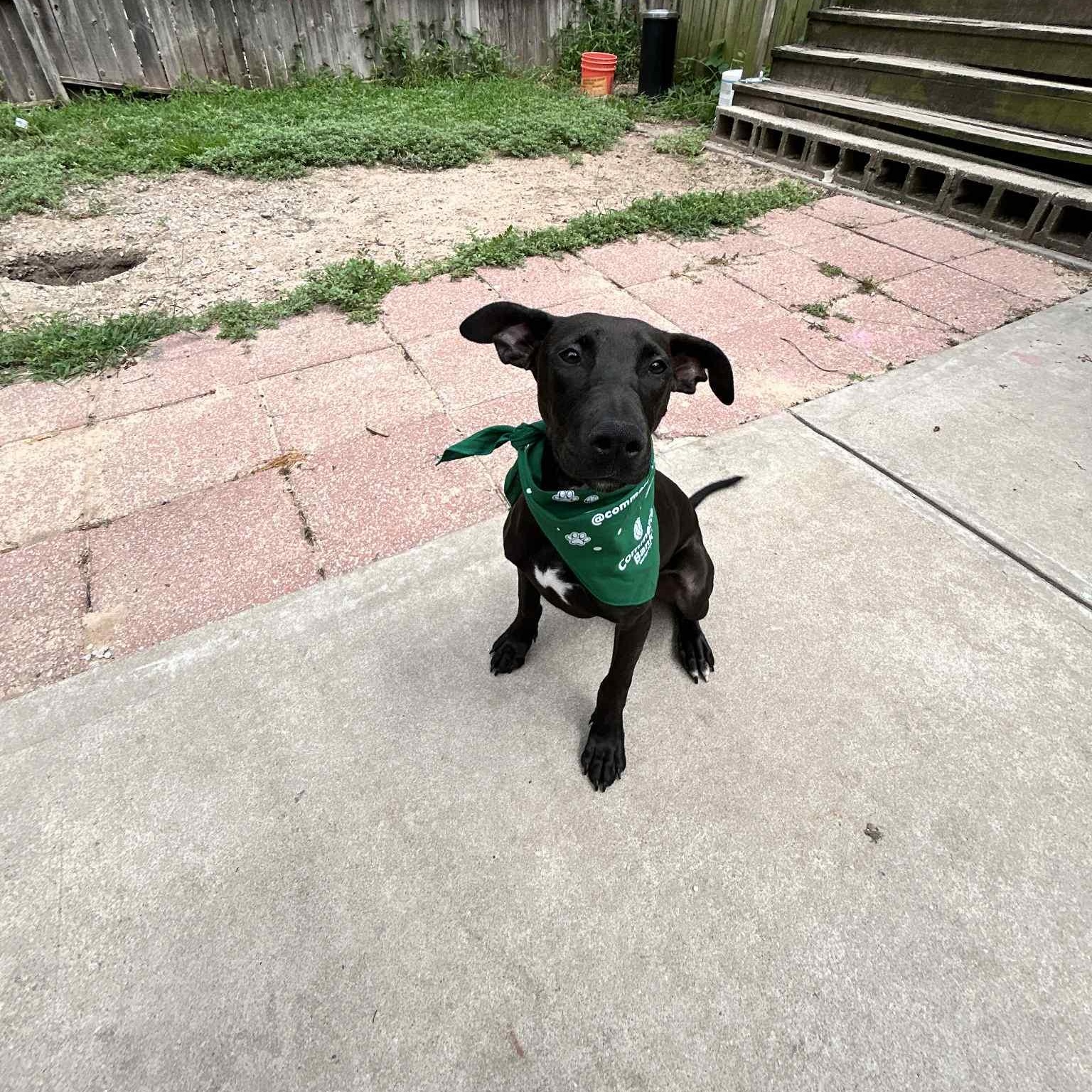 Enlarge Mango, a Adoptable mixed breed in Kansas City, MO image 2/6