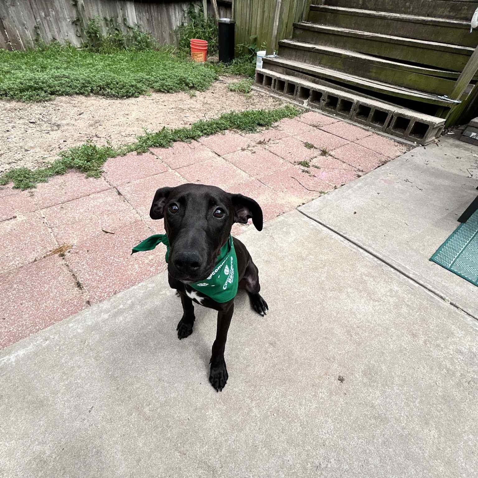 Enlarge Mango, a Adoptable mixed breed in Kansas City, MO image 3/6