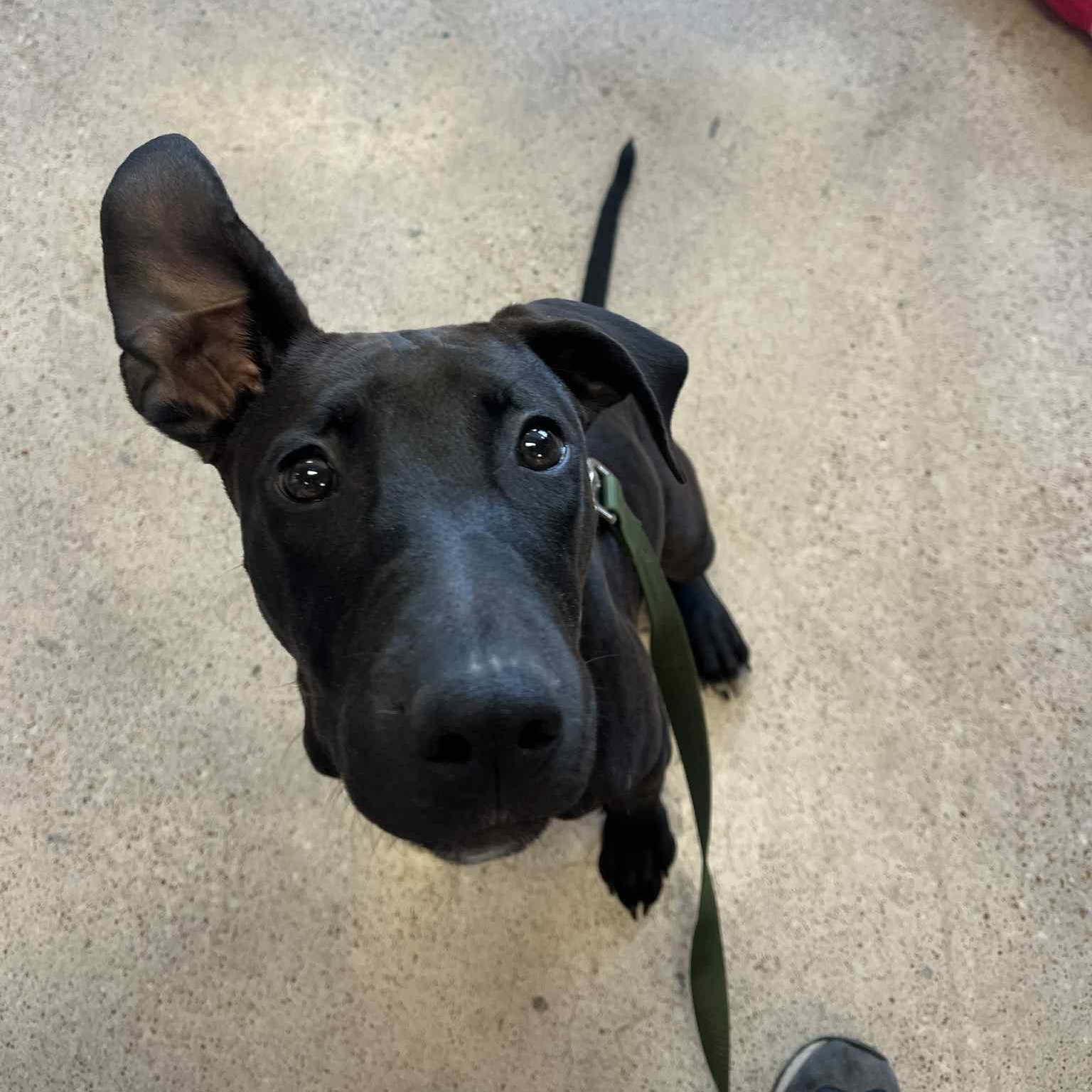 Enlarge Mango, a Adoptable mixed breed in Kansas City, MO image 5/6