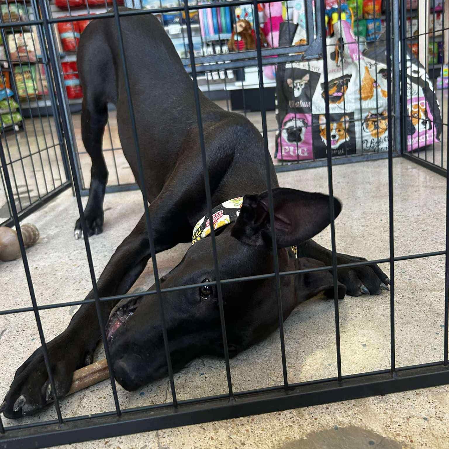 Enlarge Mango, a Adoptable mixed breed in Kansas City, MO image 6/6