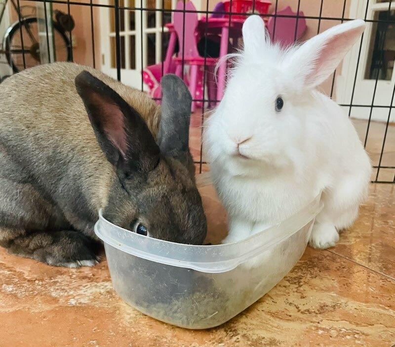 Sprite (Bonded to Merry), Adoptable, Young Female Bunny Rabbit & Lionhead.