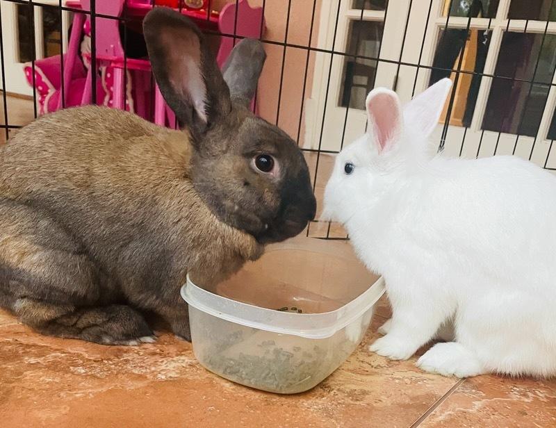 Sprite (Bonded to Merry), Adoptable, Young Female Bunny Rabbit & Lionhead.
