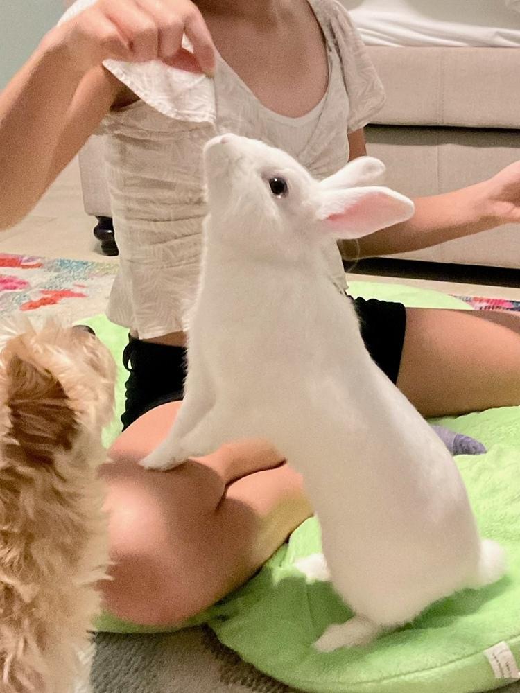 Enlarge Sprite (Bonded to Merry), a Adoptable mixed breed in Longwood, FL image 3/6