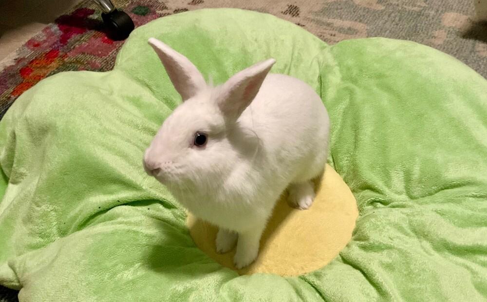 Enlarge Sprite (Bonded to Merry), a Adoptable mixed breed in Longwood, FL image 4/6