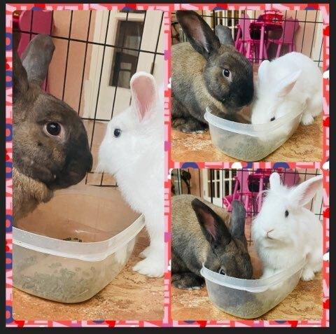 Enlarge Sprite (Bonded to Merry), a Adoptable mixed breed in Longwood, FL image 5/6