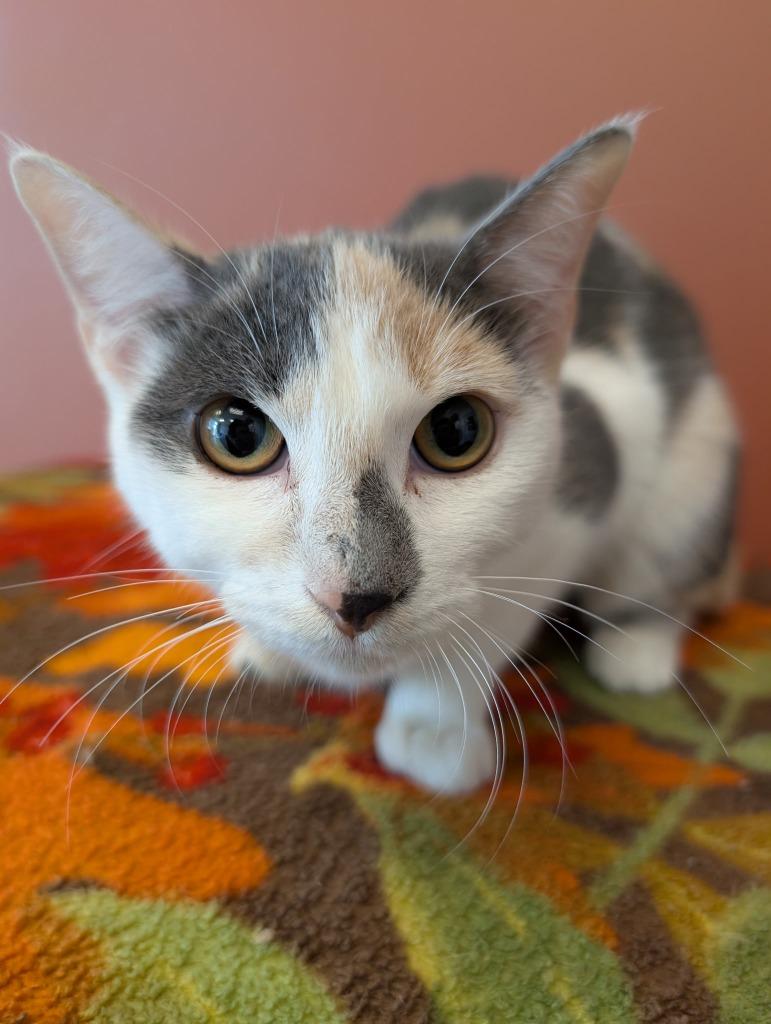 Darla, Adoptable, Kitten Female Domestic Short Hair.