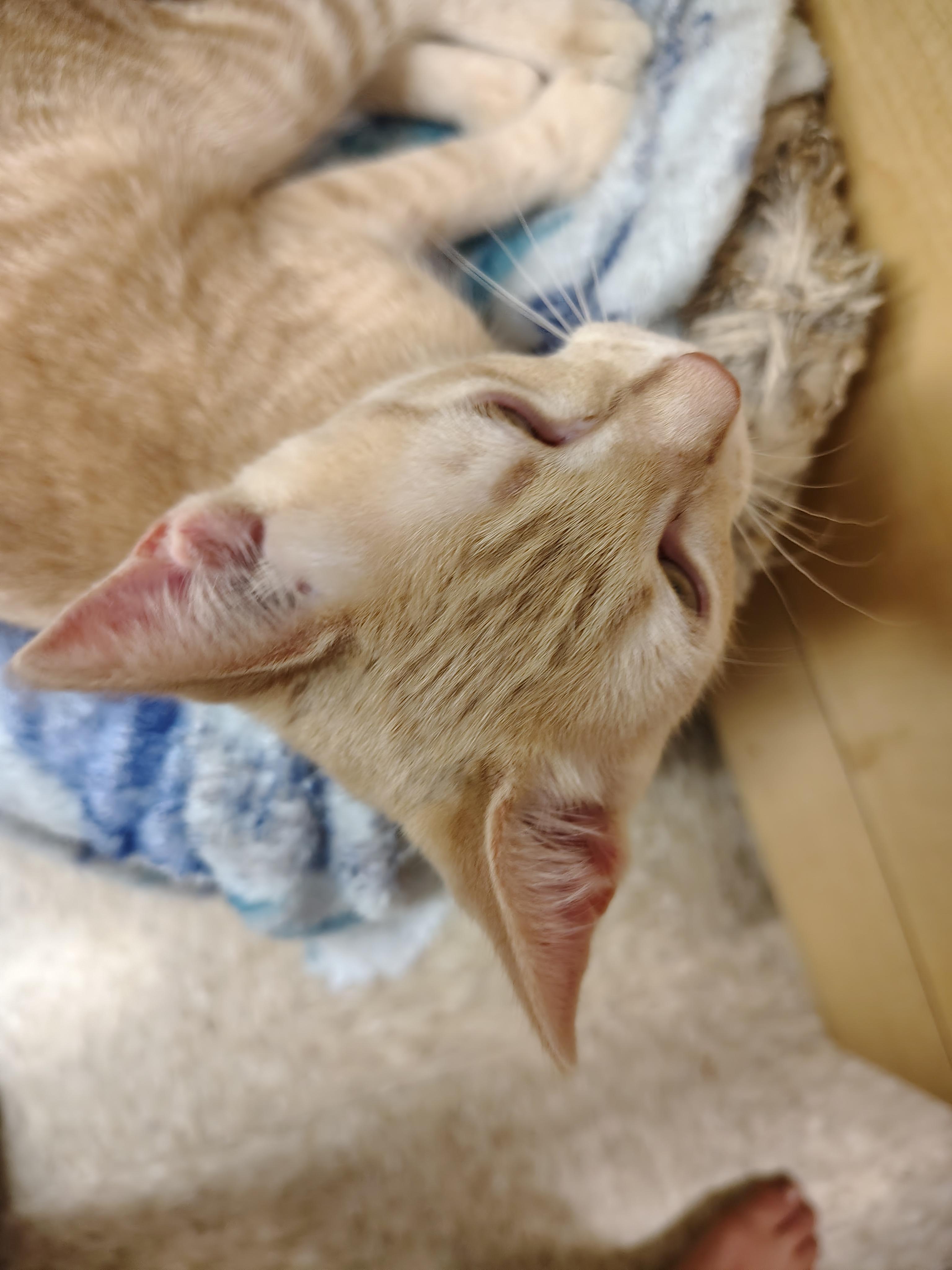 Solar, a Adoptable mixed breed in Arlington, TX image 3/6