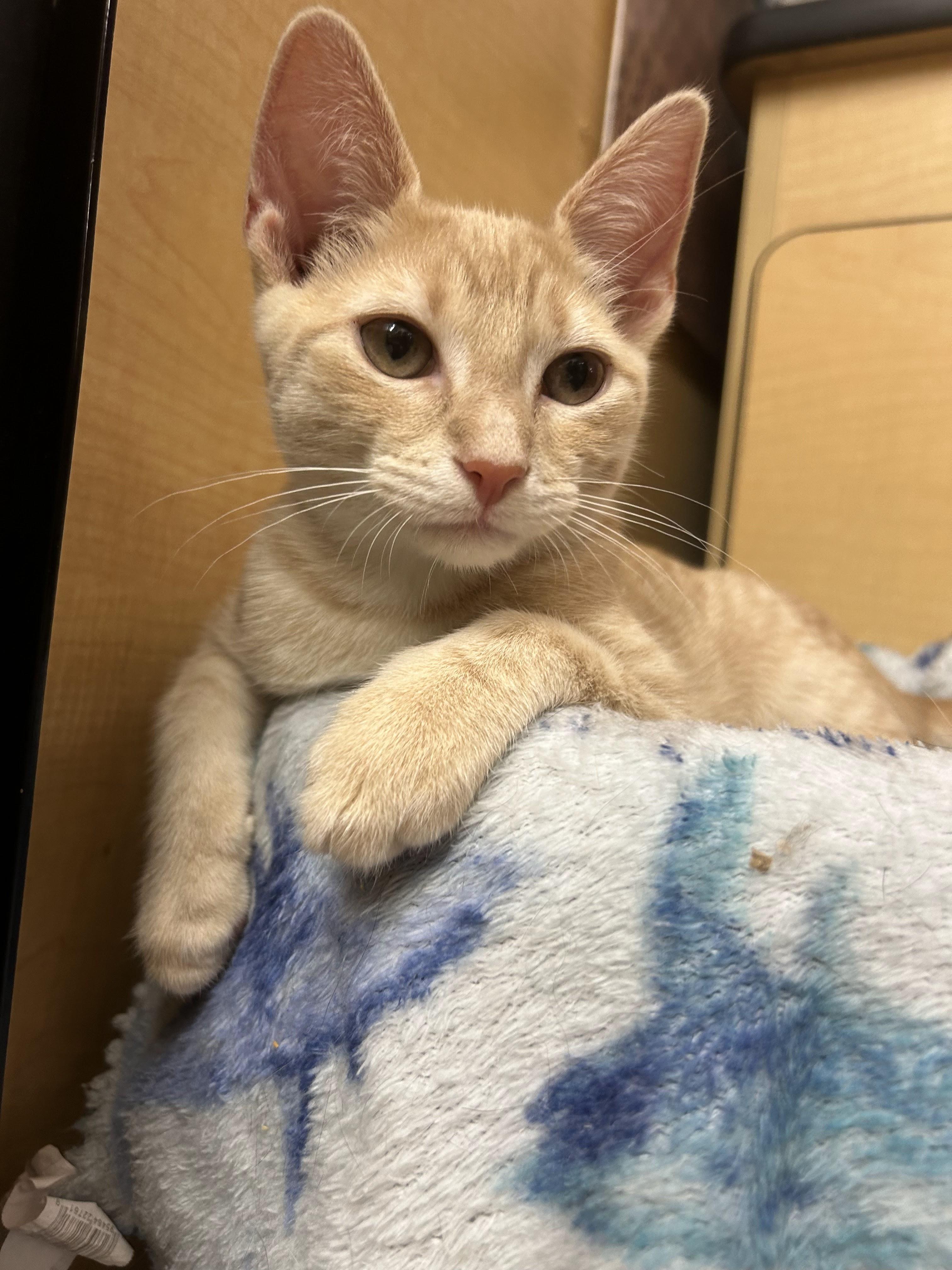 Solar, a Adoptable mixed breed in Arlington, TX image 1/6