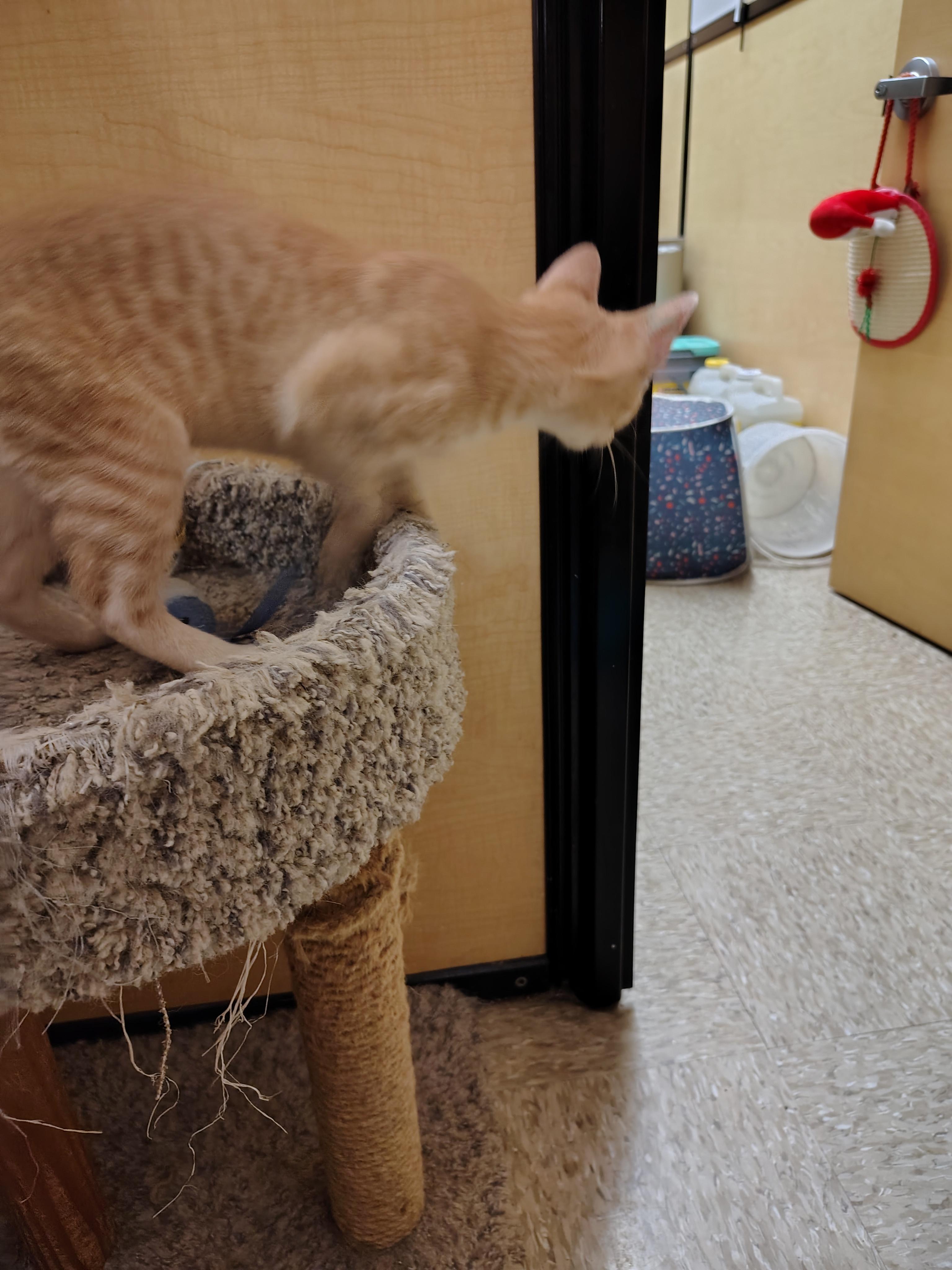 Solar, a Adoptable mixed breed in Arlington, TX image 5/6
