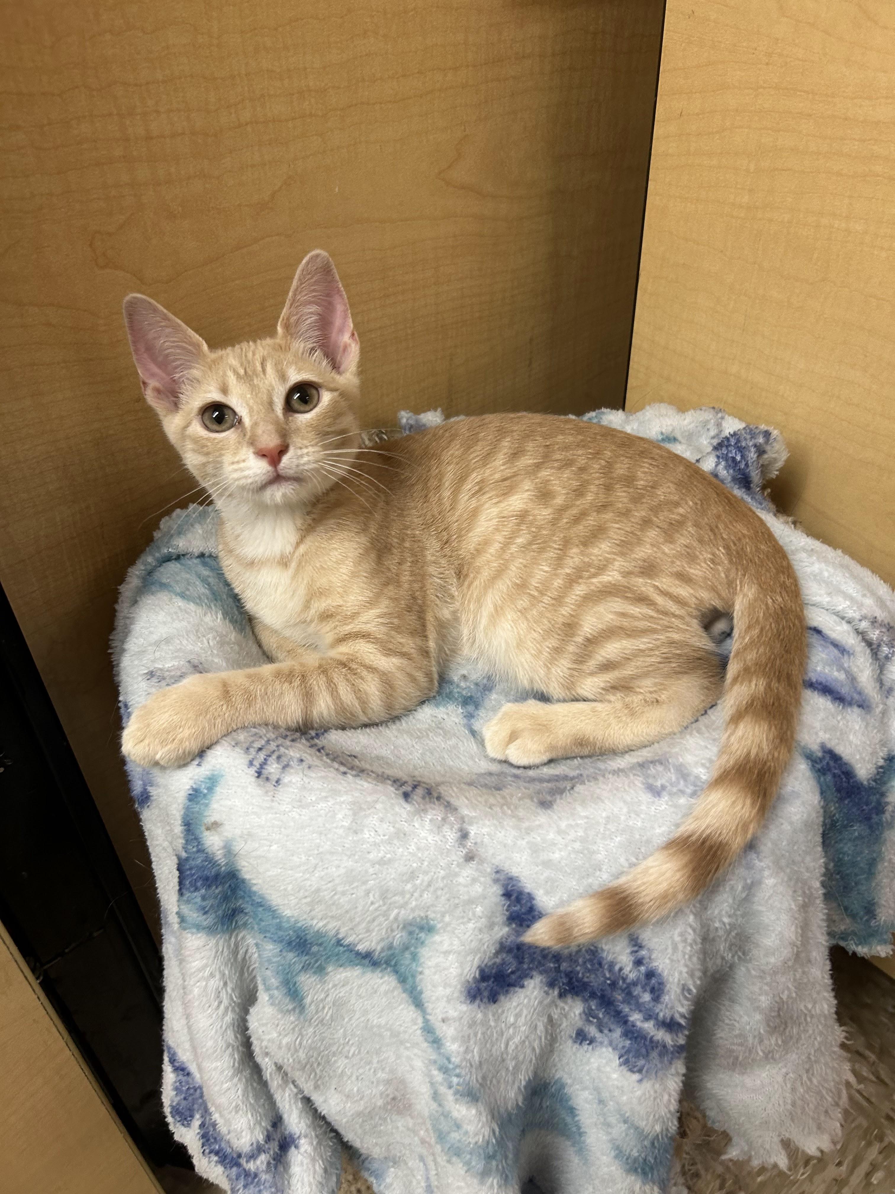 Solar, a Adoptable mixed breed in Arlington, TX image 2/6