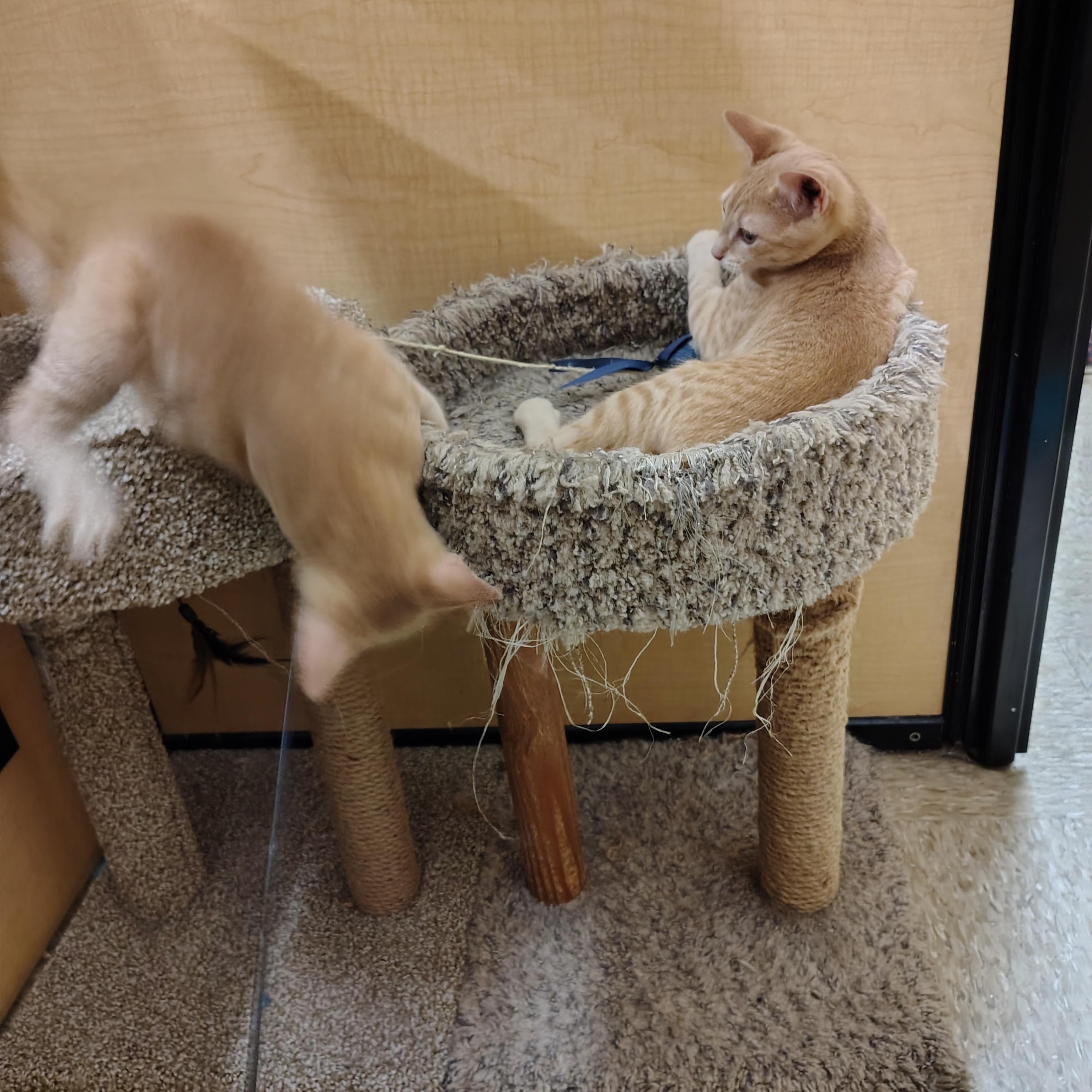 Solar, a Adoptable mixed breed in Arlington, TX image 6/6