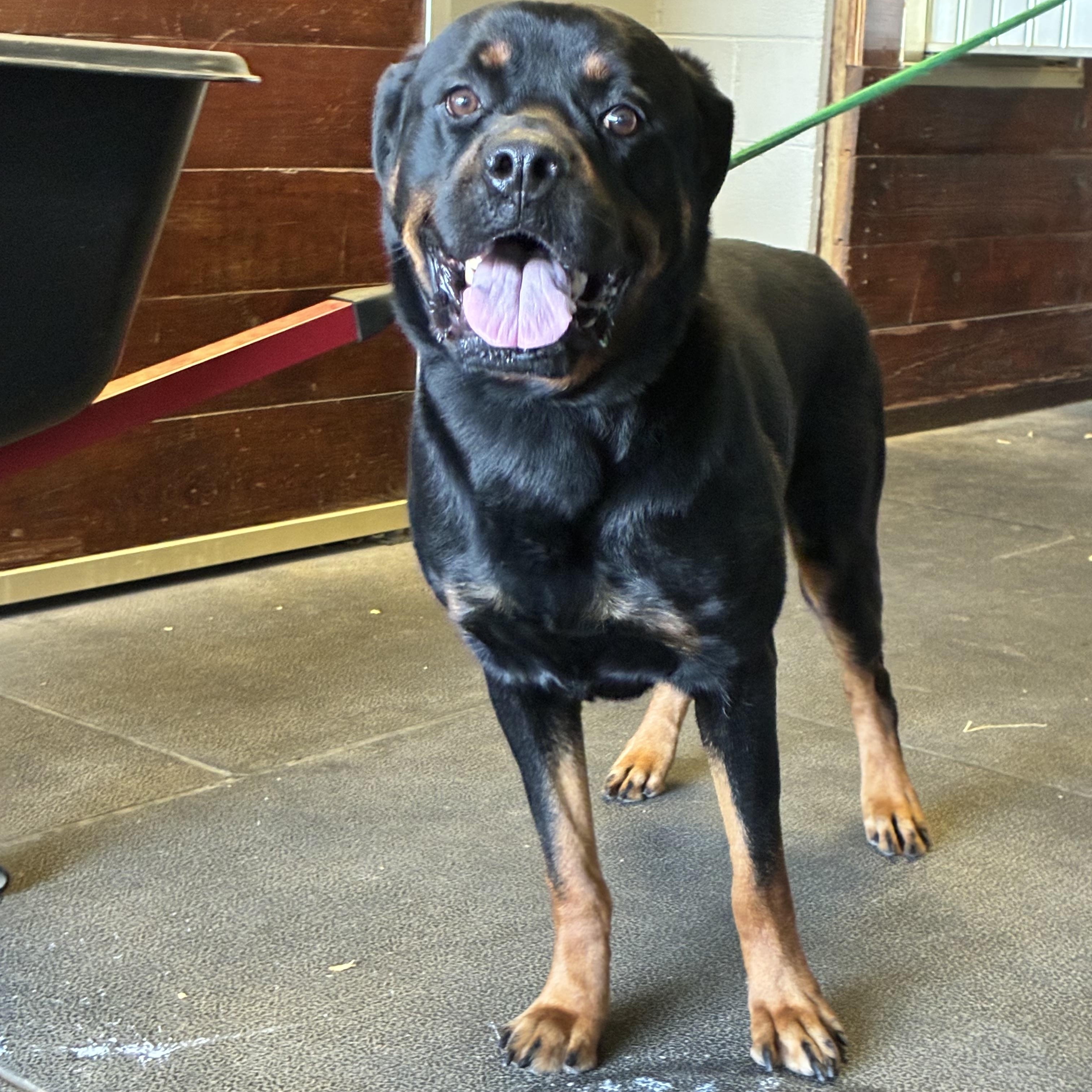 Enlarge Boone, a ADOPTABLE Rottweiler in Saratoga Springs, NY image 2/4