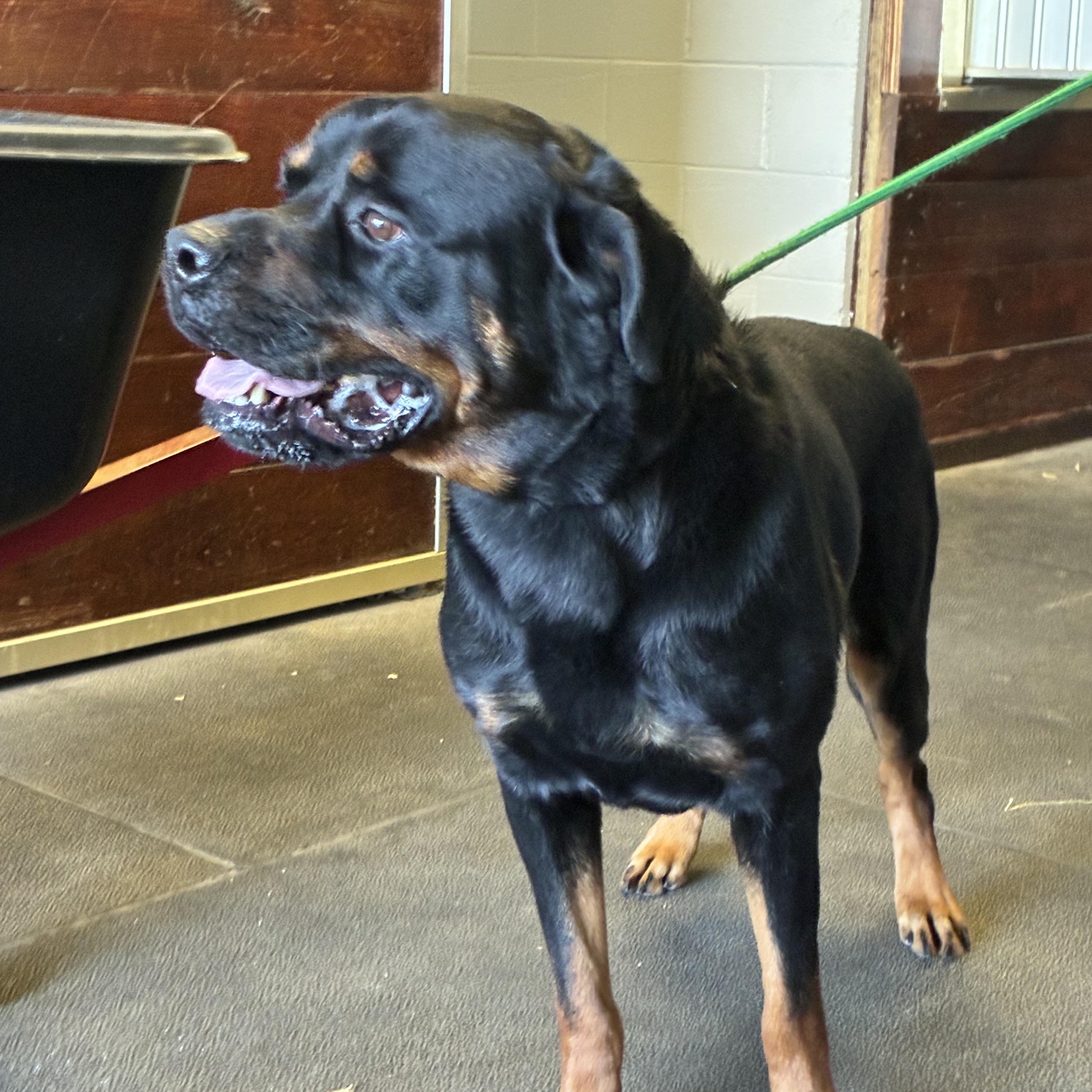 Boone, ADOPTABLE, Adult Male Rottweiler.