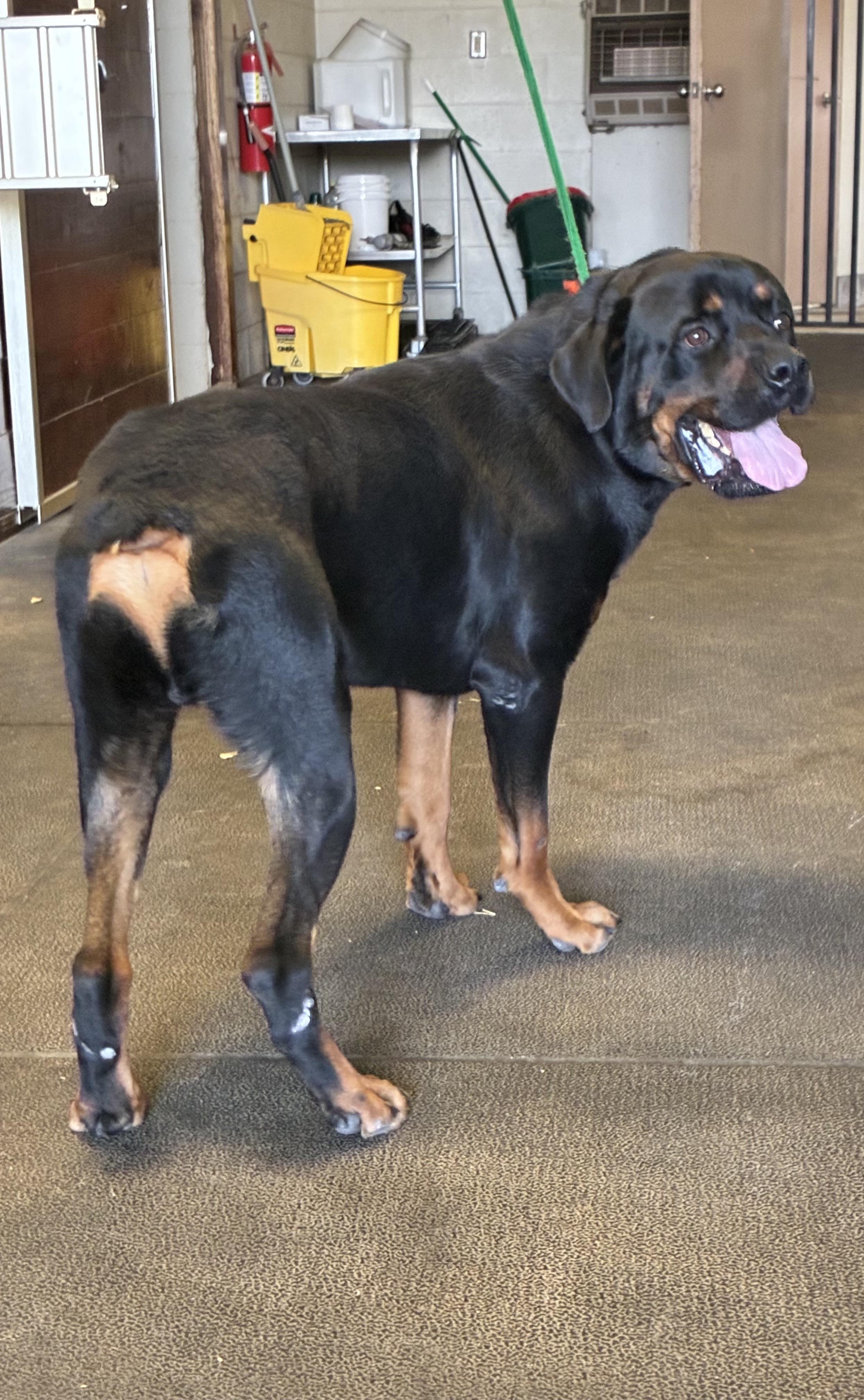 Enlarge Boone, a ADOPTABLE Rottweiler in Saratoga Springs, NY image 4/4