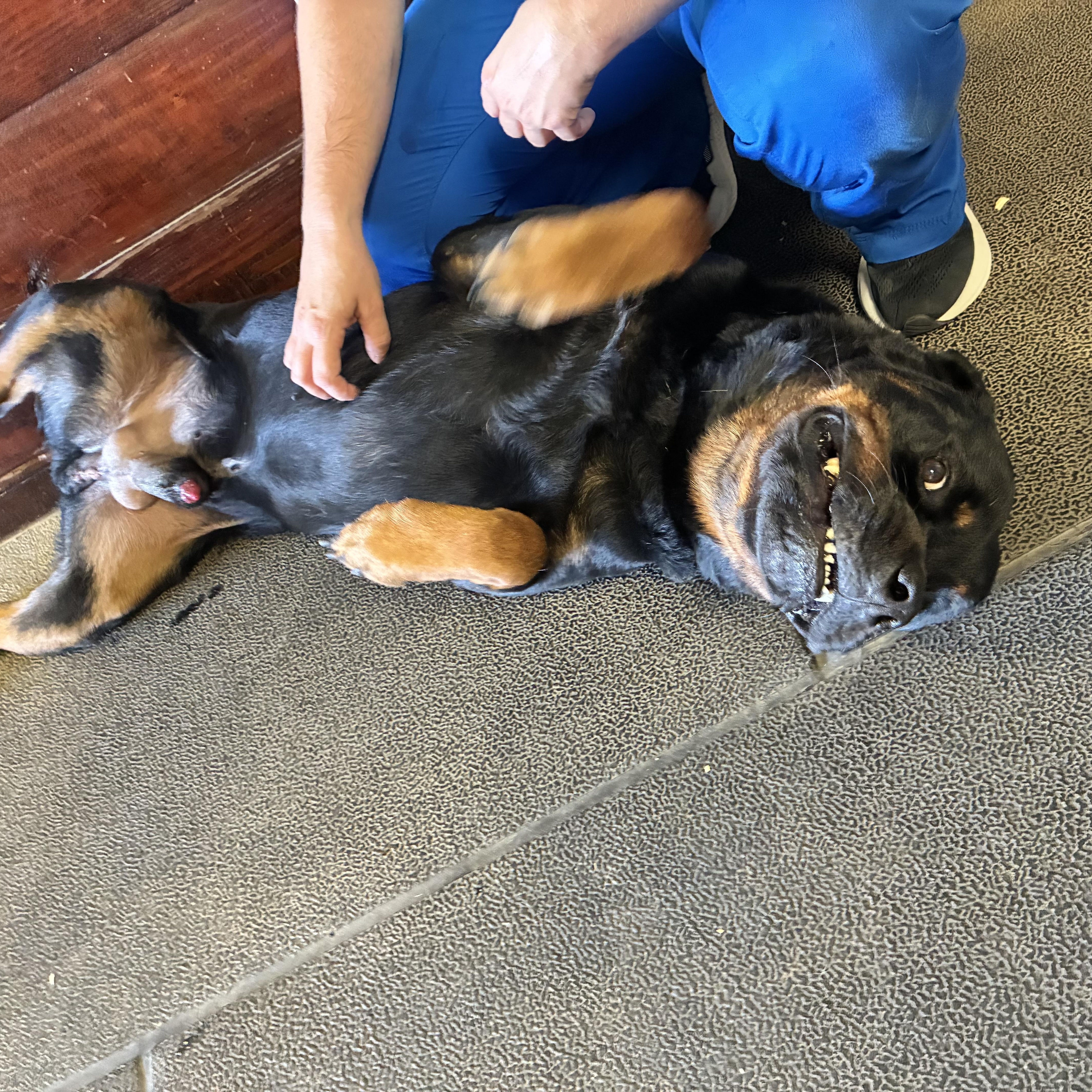 Enlarge Boone, a ADOPTABLE Rottweiler in Saratoga Springs, NY image 3/4