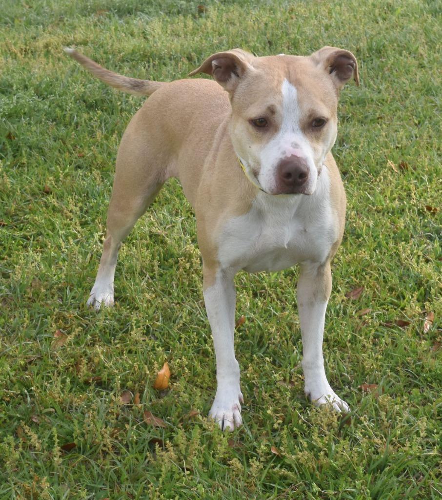 Enlarge Super Nova, a Adoptable mixed breed in Kingsland, GA image 1/4